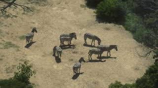 Common ostrich & Grant's zebra (Toyohashi Zoo and Botanical Park, Aichi, Japan) January 1, 1970