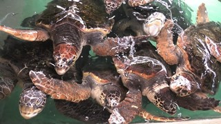 アオウミガメ と アカウミガメ (志布志湾 大黒イルカランド) 2019年12月10日