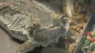 Central bearded dragon (Hakone-en Animal land petting Zoo, Kanagawa, Japan) October 28, 2018