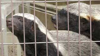 Honey badger (Higashiyama Zoo and Botanical Gardens, Aichi, Japan) June 25, 2023