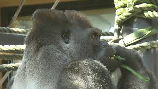 ニシゴリラ (京都市動物園) 2021年10月8日