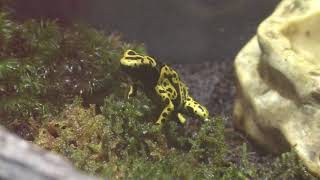 Yellow-banded poison dart frog (KimoKawaiiExhibition in Tokyo solamachi, Japan) July 4, 2018