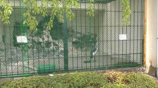 Grey crowned crane Calls (Komoro City Zoo, Nagano, Japan) April 15, 2018