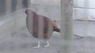 4 types Copper Pheasant (Inokashira Park Zoo, Tokyo, Japan) September 9, 2018