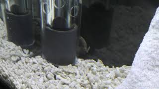 ヒヅメガニ (エビとカニの水族館) 2018年12月26日