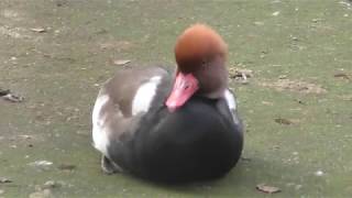 Red-crested pochard