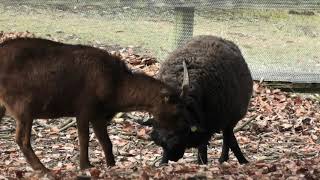 ヒツジ vs ヤギ (兵庫県立 但馬牧場公園) 2019年11月27日