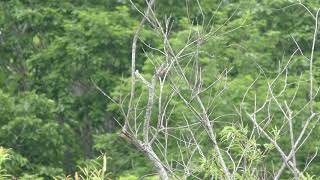 ベニマシコ (北海道 釧路市) 2019年7月4日