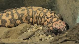 Gila monster (TENNOJI ZOO, Osaka, Japan) December 23, 2020