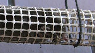 Soricomorpha