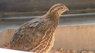 Japanese quail (Ichikawa Zoological and Botanical Garden, Chiba, Japan) March 4, 2018