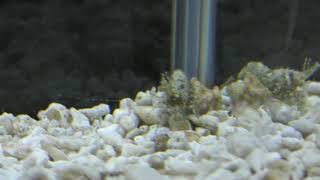 サンゴモエビ (エビとカニの水族館) 2018年12月26日