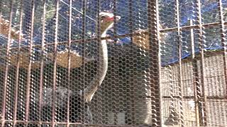 Common ostrich (Okayama Ikeda Zoo, Okayama, Japan) February 26, 2019