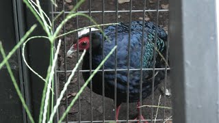 Silver Pheasant & Edwards's pheasant (CHIKOZAN PARK ZOO, Saitama, Japan) September 19, 2020