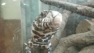 ミナミテグー (浦安市交通公園 動物広場) 2023年8月4日