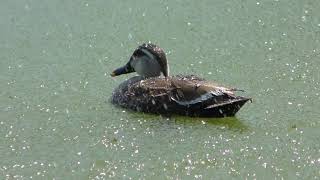 Spot-billed duck (Motofuchi park, Tokyo, Japan) May 5, 2018