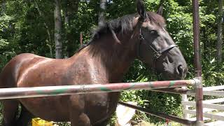 Horse (North Safari Sapporo, Hokkaido, Japan) July 9, 2019