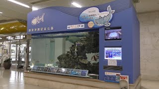 Bゲート水槽 (那覇空港) 2019年5月14日
