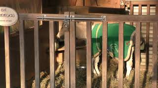 ロバの『タンポポ』 (埼玉県こども動物自然公園) 2018年2月3日