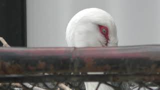 Japanese white stork (Fukuoka Municipal Zoo and Botanical Garden, Fukuoka, Japan) April 23, 2019