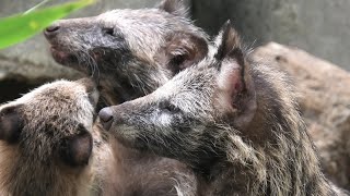 ホンドタヌキ の子どもたち (東山動植物園) 2021年7月22日