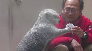 Sea otter Feeding time (TOBA AQUARIUM, Mie, Japan) July 17, 2022