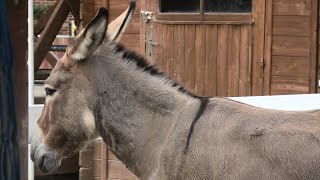 ロバ の『チヒロ』 (東武動物公園) 2020年9月18日