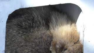 Japanese Raccoon Dog (Wanpark Kochi Animal Land, Kochi, Japan) March 24, 2018