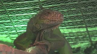 グリーンイグアナ (東山動植物園) 2021年7月22日
