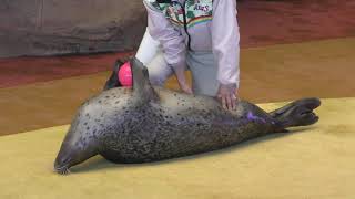 Animal Action (ADVENTURE WORLD, Wakayama, Japan) December 25, 2018