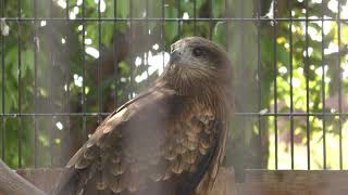 Black Kite (Kurume Bird Center, Fukuoka, Japan) April 19, 2019