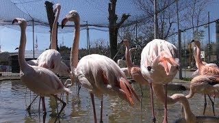 チリーフラミンゴ と ヨーロッパフラミンゴ (秋田市大森山動物園) 2019年4月11日