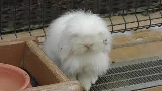 Rabbit (KOBE ANIMAL KINGDOM, Hyogo, Japan) February 8, 2019
