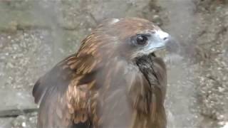 Black Kite (Osaki Park Children's Zoo, Saitama, Japan) July 21, 2018