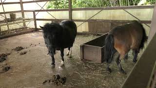 ふれあい広場の ウサギ と ポニー (東北サファリパーク) 2019年8月4日