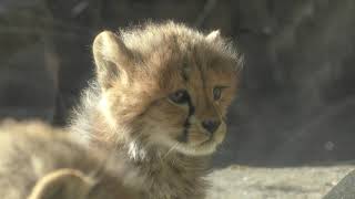 五つ子の赤ちゃん チーター (多摩動物公園) 2019年1月18日