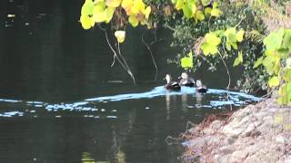 野鳥たち (津島プレーランド) 2019年12月23日