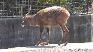 シタツンガ (東武動物公園) 2018年3月31日