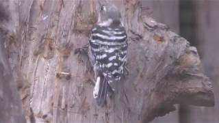 Japanese Pygmy Woodpecker (Inokashira Park Zoo, Tokyo, Japan) September 23, 2017