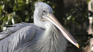 モモイロペリカン と コシベニペリカン (多摩動物公園) 2019年1月18日