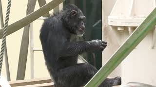 Chimpanzee (Higashiyama Zoo and Botanical Gardens, Aichi, Japan) June 25, 2023
