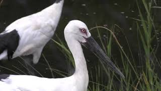 水辺の鳥 (葛西臨海水族園・夜の不思議の水族園) 2018年8月16日