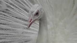 White peafowl (Tateyama City Shiroyama Park Peacock Garden, Chiba, Japan) June 17, 2018