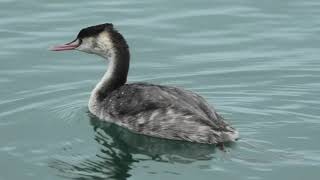 Great Crested Grebe (Kyoto, Japan) November 25, 2019