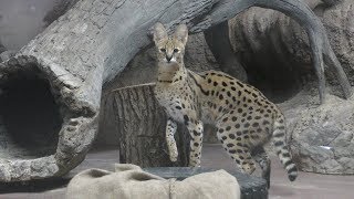 サーバル の『ステル』 (のんほいパーク／豊橋総合動植物公園) 2018年12月13日