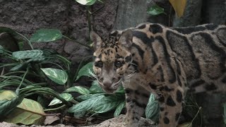 ウンピョウ の『リュウ』 (高知県立のいち動物公園) 2019年12月21日