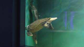タイマイ と アオウミガメ (新屋島水族館) 2019年2月28日