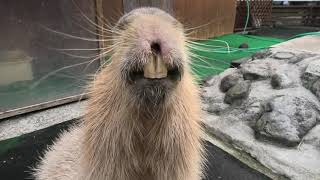 カピバラ広場 (大山トムソーヤ牧場) 2019年11月29日