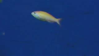 アカネハナゴイ (京急油壺マリンパーク) 2018年2月25日