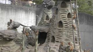 ニホンザル (悠久山小動物園) 2019年4月6日